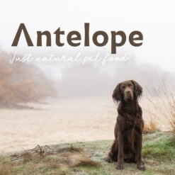 Antelope Fresh Puppy Hundefutter -Heimtierbedarf antelope fresh puppy hondenvoer 217766 0500 none