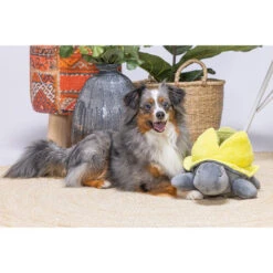 Beeztees Hide And Seek Schildo -Heimtierbedarf beeztees hide and seek schildo 221787 0500 none