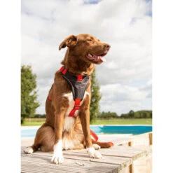 Beeztees Parinca Premium Y-Geschirr 6 Beeztees Parinca Premium Y-Geschirr -Heimtierbedarf beeztees parinca premium y tuig 199580 0500 none