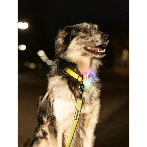 Beeztees Safety Gear Parinca Premium Hundeleine Beeztees Safety Gear Parinca Premium Hundeleine -Heimtierbedarf beeztees safety gear parinca premium hondenriem 215039 0500 none