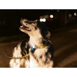 Beeztees Safety Gear Parinca Premium Hundeleine 8 Beeztees Safety Gear Parinca Premium Hundeleine -Heimtierbedarf beeztees safety gear parinca premium hondenriem 215048 0500 none