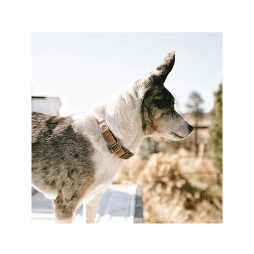 Carhartt Journeyman Collar Carhartt Journeyman Collar -Heimtierbedarf carhartt journeyman collar 187309 0500 none