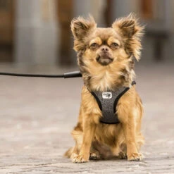 Curli Vest Harness Merino 9 Curli Vest Harness Merino -Heimtierbedarf curli vest harness merino black 175270 0500 none