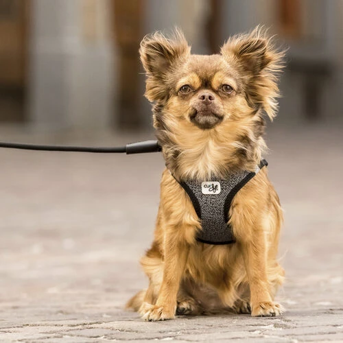 Curli Vest Harness Merino Curli Vest Harness Merino -Heimtierbedarf curli vest harness merino black 175270 0500 none