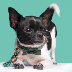 DWAM Halsband Bowie -Heimtierbedarf dwam bowie halsband 186562 0500 none