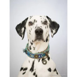 DWAM Halsband Boho Juan 4 DWAM Halsband Boho Juan -Heimtierbedarf dwam halsband boho juan 132080 0500 none