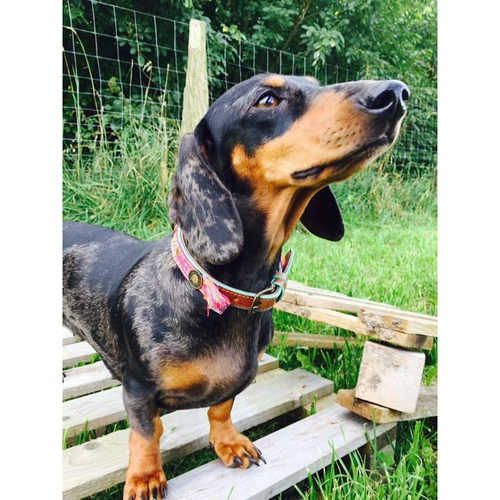 DWAM Halsband Boho Rosa DWAM Halsband Boho Rosa -Heimtierbedarf dwam halsband boho rosa 132071 0500 none