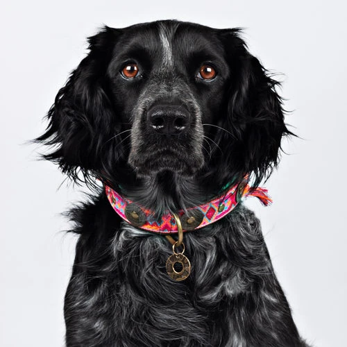 DWAM Halsband Boho Rosa DWAM Halsband Boho Rosa -Heimtierbedarf dwam halsband boho rosa 133649 0500 none