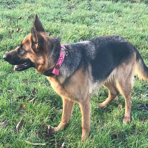 DWAM Halsband Boho Rosa DWAM Halsband Boho Rosa -Heimtierbedarf dwam halsband boho rosa 133652 0500 none