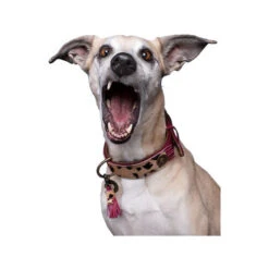 DWAM Halsband Lou Lou 4 DWAM Halsband Lou Lou -Heimtierbedarf dwam halsband lou lou 182182 0500 none