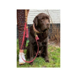 DWAM Halsband Lou Lou 5 DWAM Halsband Lou Lou -Heimtierbedarf dwam halsband lou lou 182185 0500 none