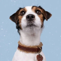 DWAM Halsband Teddy -Heimtierbedarf dwam halsband teddy 189220 0500 none