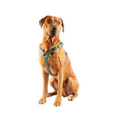 DWAM Hundegschirr Ivy -Heimtierbedarf dwam hondentuigje ivy 182746 0500 none