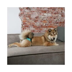 Ebi Läufigkeitshose -Heimtierbedarf ebi loopsheidbroekje 150485 0500 none