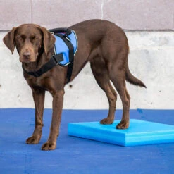 FitPAWS Balance Pad -Heimtierbedarf fitpaws balance pad 176128 0500 none