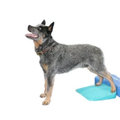 FitPAWS Balance Ramp -Heimtierbedarf fitpaws balance ramp 176143 0500 none
