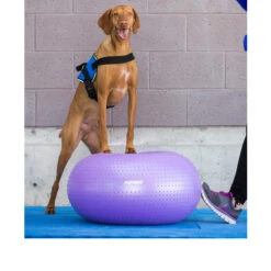 FitPAWS Trax Donut -Heimtierbedarf fitpaws trax donut 103252 0500 none