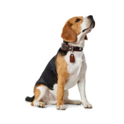 Hunter Halsband Cody -Heimtierbedarf hunter halsband cody 116499 0500 none