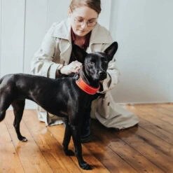 Hunter Halsband Divo -Heimtierbedarf hunter halsband divo 208013 0500 none