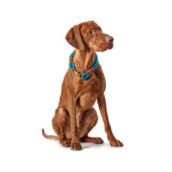 Hunter Halsband Oss 6 Hunter Halsband Oss -Heimtierbedarf hunter halsband oss 116343 0500 none