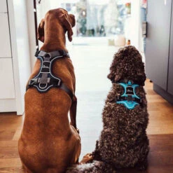 Hunter Geschirr Divo Dunkelblau/Grau -Heimtierbedarf hunter harnas divo donkerblauwgrijs 166906 0500 none