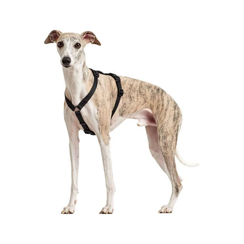 Hunter Vario Rapid Sicherheitsgeschirr - Schwarz Hunter Vario Rapid Sicherheitsgeschirr - Schwarz -Heimtierbedarf hunter vario rapid veiligheidsharnas zwart 169507 0500 none