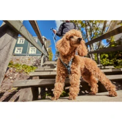 Hurtta Razzle Dazzle Y-Harness - Blackberry -Heimtierbedarf hurtta razzle dazzle harness blackberry 175972 0500 none