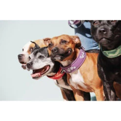 Hurtta Weekend Warrior Halsband 4 Hurtta Weekend Warrior Halsband -Heimtierbedarf hurtta weekend warrior collar 189084 0500 none