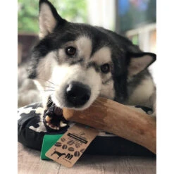 I&I Pet Supplies Kaffeebaum Kauwurzel 4 I&I Pet Supplies Kaffeebaum Kauwurzel -Heimtierbedarf ii pet supplies koffieboom kauw wortel 129623 0500 none