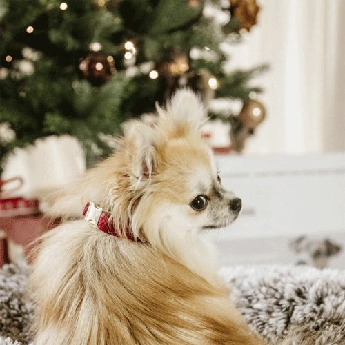 Kentucky Dogwear Corduroy Hundehalsband Kentucky Dogwear Corduroy Hundehalsband -Heimtierbedarf kentucky dogwear corduroy hondenhalsband 219200 0500 none