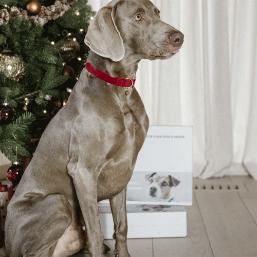 Kentucky Dogwear Corduroy Hundehalsband Kentucky Dogwear Corduroy Hundehalsband -Heimtierbedarf kentucky dogwear corduroy hondenhalsband 219201 0500 none