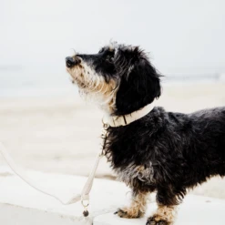 Kentucky Dogwear Hundehalsband Wool -Heimtierbedarf kentucky dogwear hondenhalsband wool 219704 0500 none