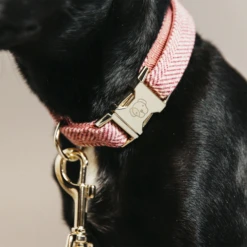 Kentucky Dogwear Hundehalsband Wool -Heimtierbedarf kentucky dogwear hondenhalsband wool 219711 0500 none