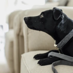 Kentucky Dogwear Hundehalsband Wool -Heimtierbedarf kentucky dogwear hondenhalsband wool 219712 0500 none