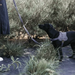 Kentucky Dogwear Hundegeschirr Body Safe Wool 6 Kentucky Dogwear Hundegeschirr Body Safe Wool -Heimtierbedarf kentucky dogwear hondenharnas body safe wool 219214 0500 none