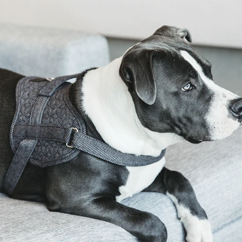 Kentucky Dogwear Hundegeschirr Body Safe Wool Kentucky Dogwear Hundegeschirr Body Safe Wool -Heimtierbedarf kentucky dogwear hondenharnas body safe wool 219215 0500 none