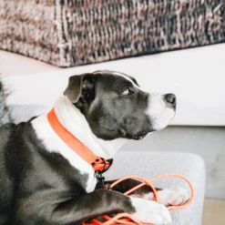 Kentucky Dogwear Schleppleine Soft Rubber -Heimtierbedarf kentucky dogwear sleeplijn soft rubber 219205 0500 none