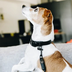 Kentucky Dogwear Soft Rubber Hundehalsband -Heimtierbedarf kentucky dogwear soft rubber hondenhalsband 219264 0500 none