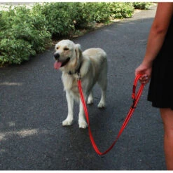 KONG Adjustable Leash -Heimtierbedarf kong adjustable leash zwart 176938 0500 none