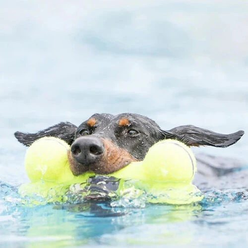 KONG AirDog Squeaker Bone KONG AirDog Squeaker Bone -Heimtierbedarf kong airdog squeaker bone 219531 0500 none