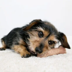 KONG ChewStix Ultra Stick -Heimtierbedarf kong chewstix ultra stick 180856 0500 none