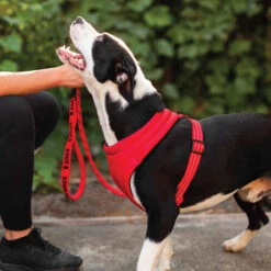 KONG Comfort Harness -Heimtierbedarf kong comfort harness zwart 178771 0500 none