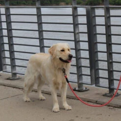 KONG Rope Leash - Schwarz 4 KONG Rope Leash - Schwarz -Heimtierbedarf kong rope leash 194549 0500 none