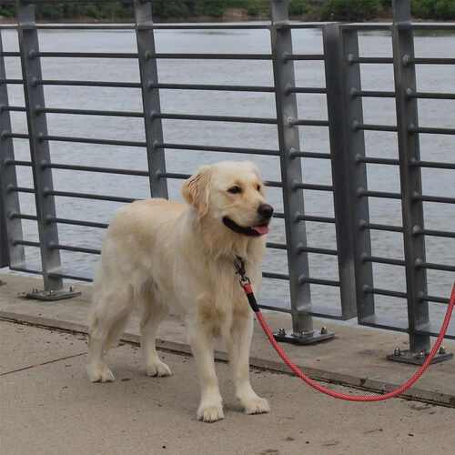 KONG Rope Leash - Schwarz KONG Rope Leash - Schwarz -Heimtierbedarf kong rope leash 194549 0500 none