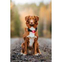 Orbiloc Dog Dual Safety Light 6 Orbiloc Dog Dual Safety Light -Heimtierbedarf orbiloc led veiligheidslamp 188108 0500 none