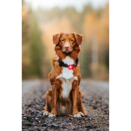 Orbiloc Dog Dual Safety Light Orbiloc Dog Dual Safety Light -Heimtierbedarf orbiloc led veiligheidslamp 188108 0500 none