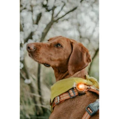 Orbiloc Dog Dual Safety Light 5 Orbiloc Dog Dual Safety Light -Heimtierbedarf orbiloc led veiligheidslamp 188115 0500 none