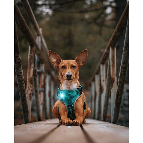 Orbiloc Dog Dual Safety Light Orbiloc Dog Dual Safety Light -Heimtierbedarf orbiloc led veiligheidslamp 188118 0500 none