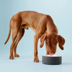 PAIKKA Cool Bowl -Heimtierbedarf paikka cool bowl 217839 0500 none