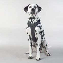 PAIKKA Visibility Harness -Heimtierbedarf paikka visibility harness 217809 0500 none